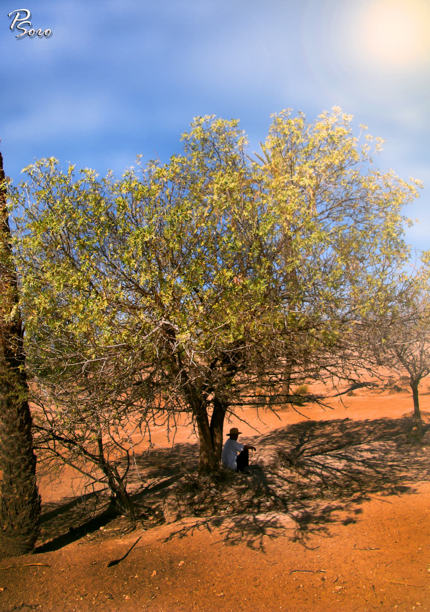 Personne pensive à l'ombre d'un arbre (Afrique du Nord)